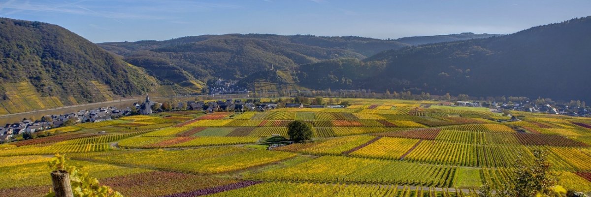 Weinberge im Herbst Weinberge im Herbst
